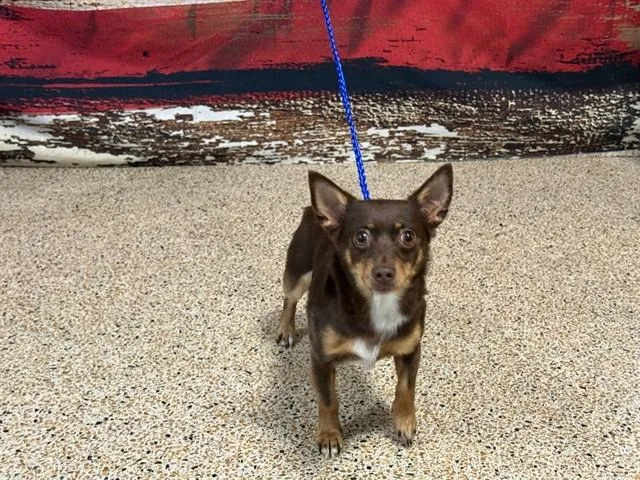 A young small-sized male Chihuahua dog named Mahou for adoption in Miami, FL
