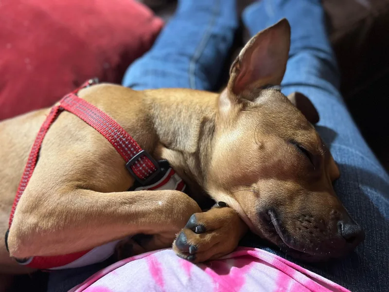 Repeat "pete" thumbnail 6