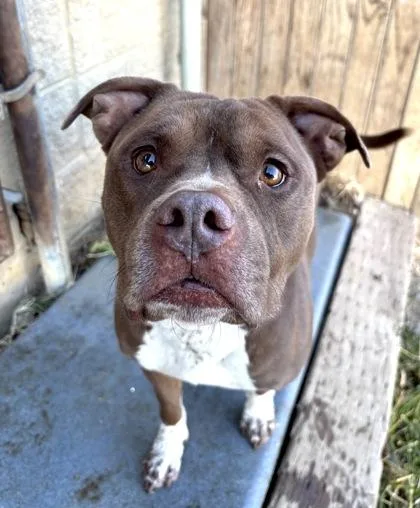 Sugar Bear thumbnail 2