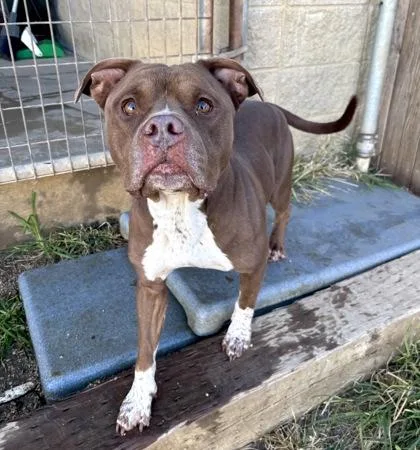 Sugar Bear thumbnail 3