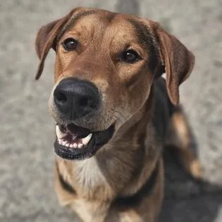 An adult large-sized male Black German Shepherd Dog dog named Zeus for adoption in Bridgeport, CA