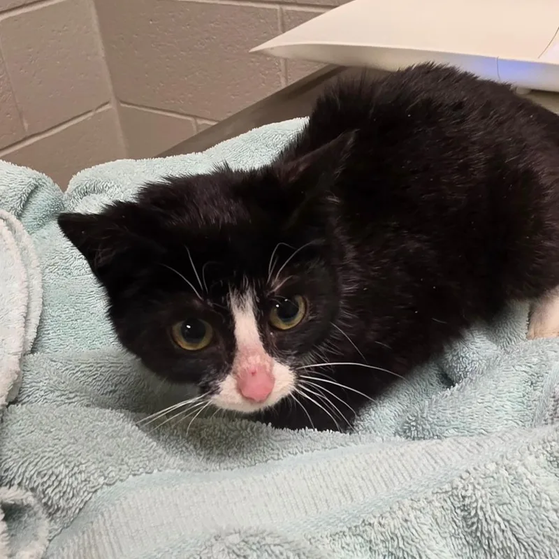 An adult small-sized female Black Domestic Short Hair cat named Leanna for adoption in Bristol, IN