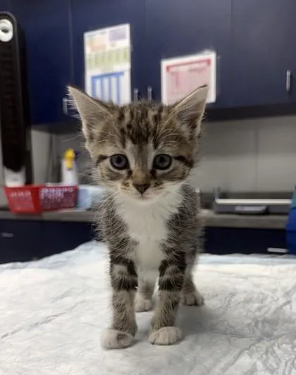 A young small-sized female Domestic Short Hair cat named B Tonya for adoption in North Charleston, SC