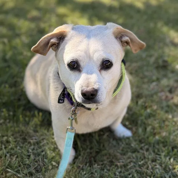 An adult small-sized male Chihuahua dog named Winston for adoption in Oakland, CA