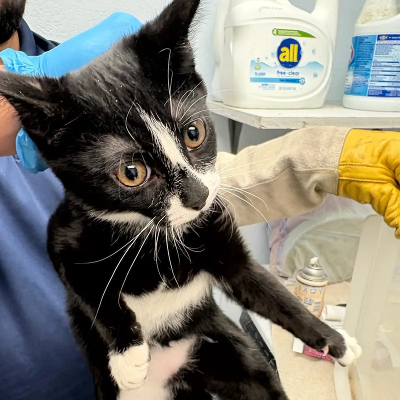 A young small-sized male Domestic Short Hair cat named Giordanos for adoption in Royse City, TX