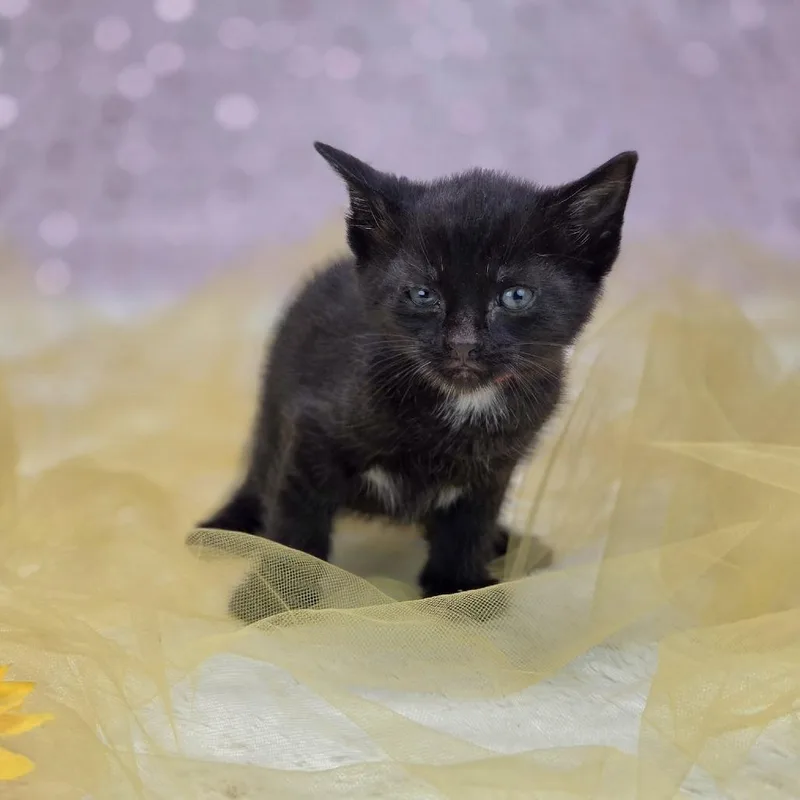 A baby small-sized male Black Domestic Short Hair cat named Beckc for adoption in East Saint Louis, IL