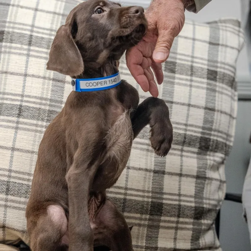 A baby large-sized male Brown / Chocolate Chocolate Labrador Retriever dog named Cooper for adoption in Pawling, NY