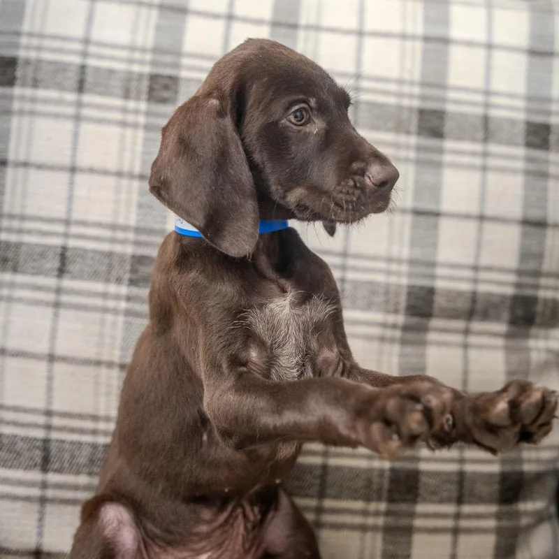 Cooper thumbnail 2
