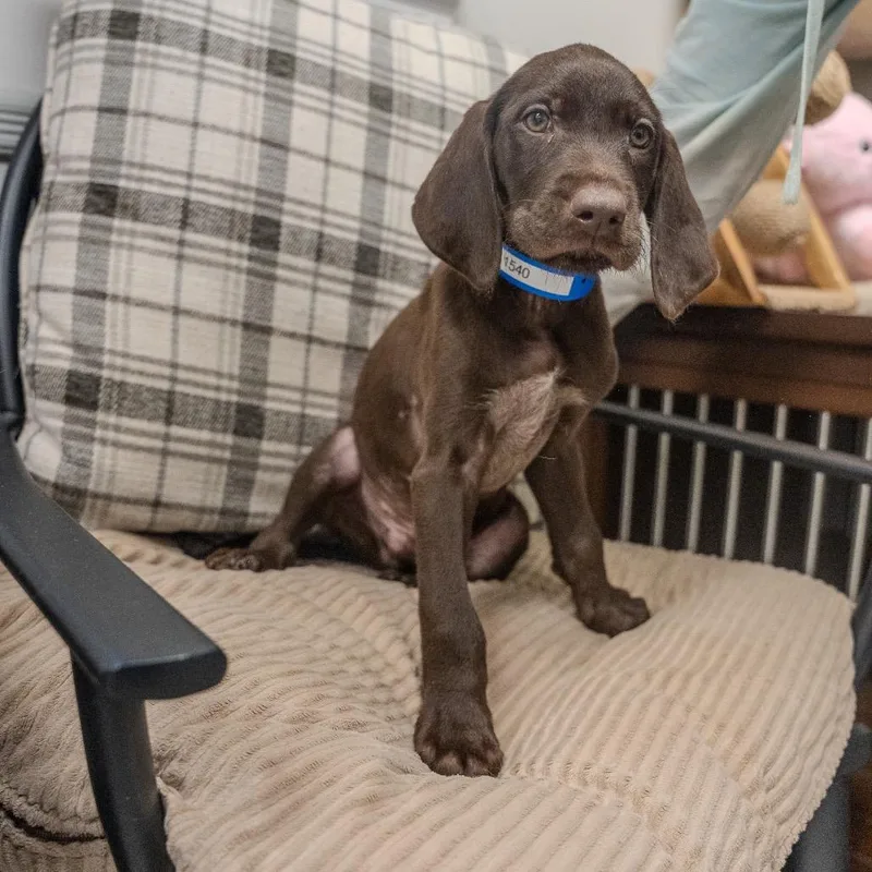 Cooper thumbnail 4