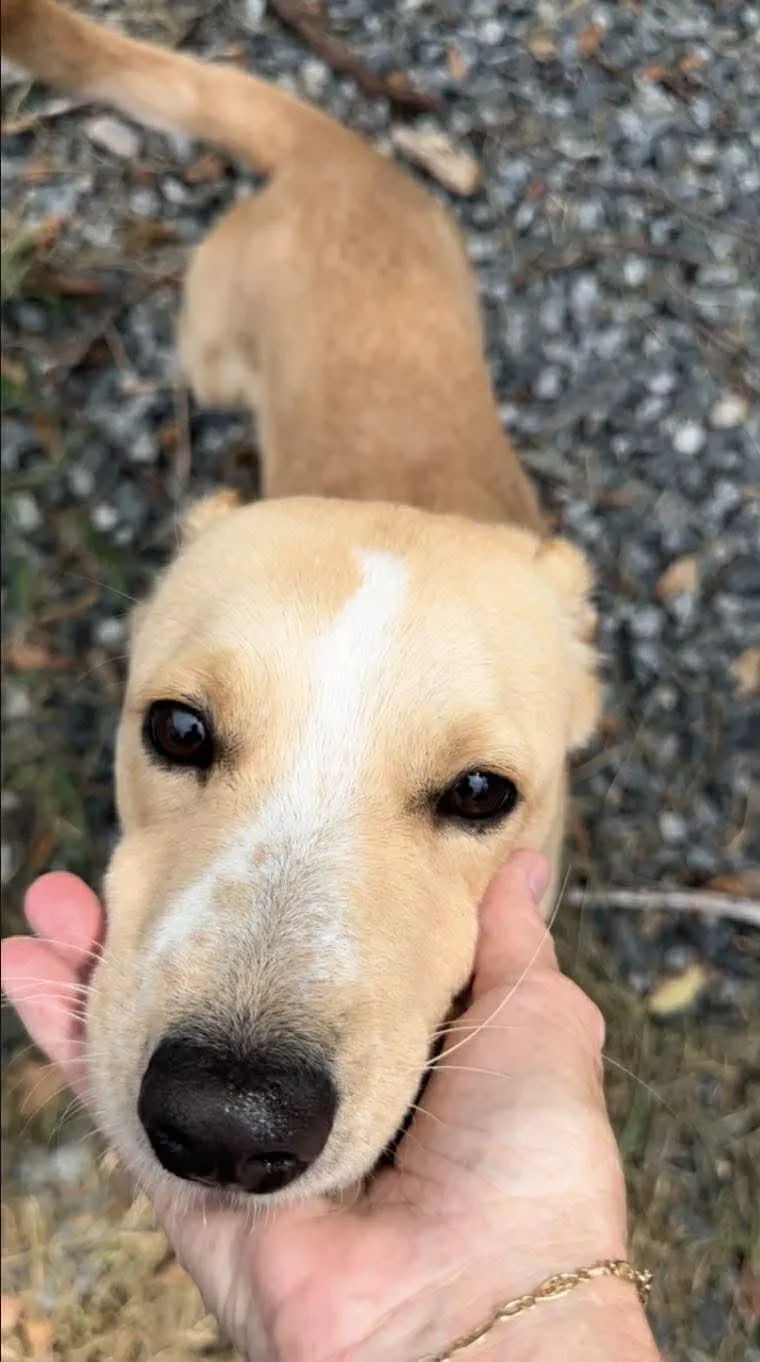 An adult medium-sized female Labrador Retriever dog named Nyla for adoption in Thomasville, NC