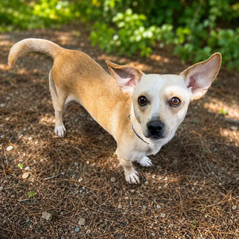 An adult small-sized male Yellow / Tan / Blond / Fawn Mixed Breed dog named Butter for adoption in Hopkinton, MA