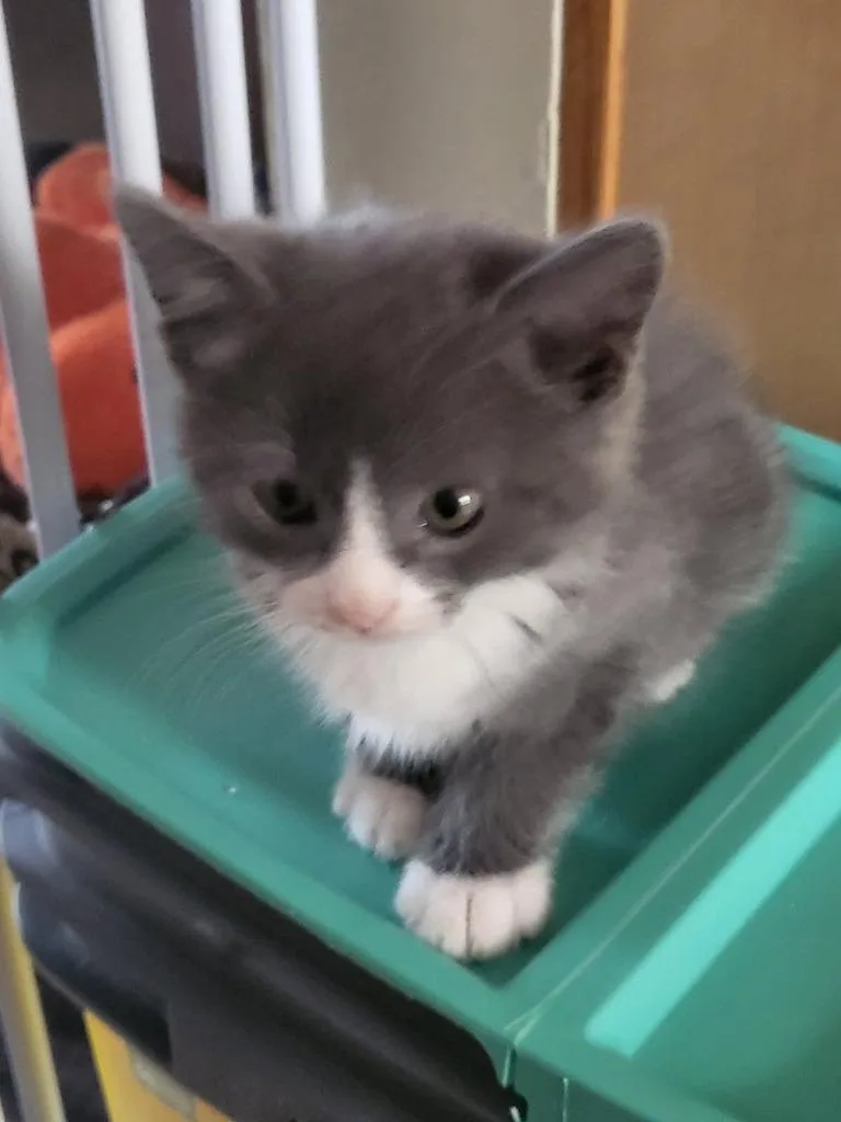 A baby medium-sized male Domestic Short Hair cat named Mabon for adoption in Parkville, MD