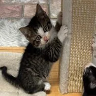Elvis Presley thumbnail 2