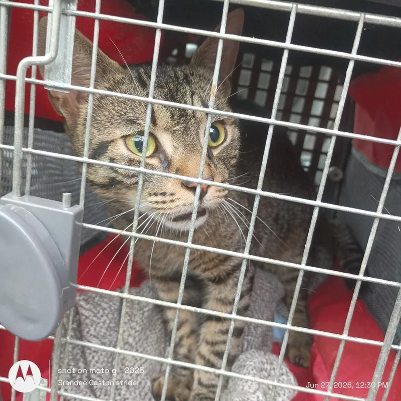 An adult large-sized male Gray / Blue / Silver Domestic Short Hair cat named Tom for adoption in Greensboro, NC