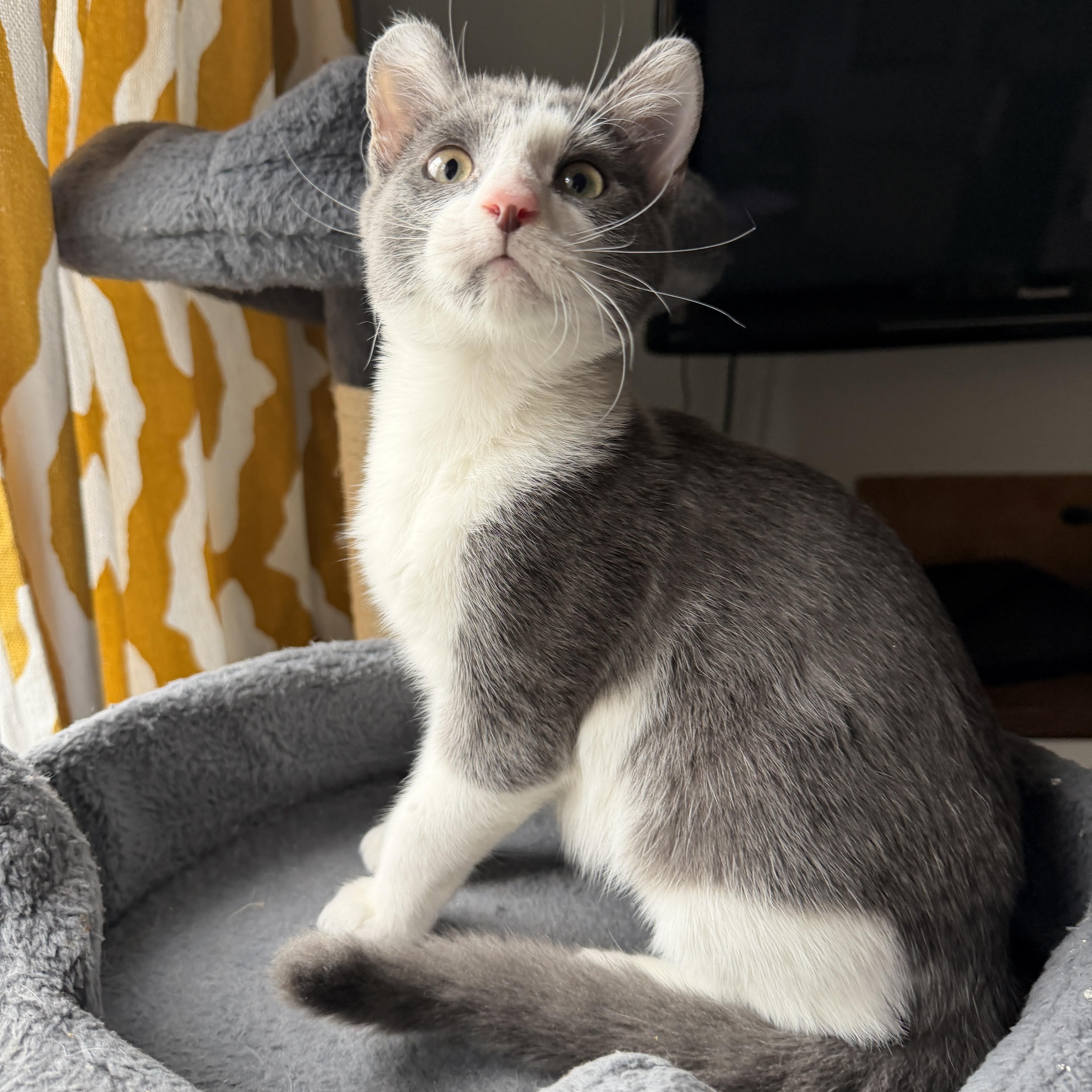 A baby medium-sized male Gray & White Domestic Short Hair cat named Rico cuddle buddy for adoption in South Lyon, MI