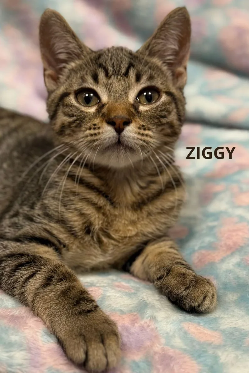 A young medium-sized male Tabby (Brown / Chocolate) American Shorthair cat named Ziggy for adoption in Marvin, NC