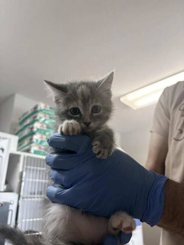 A baby small-sized female Domestic Short Hair cat named Push for adoption in Bolivar, MO