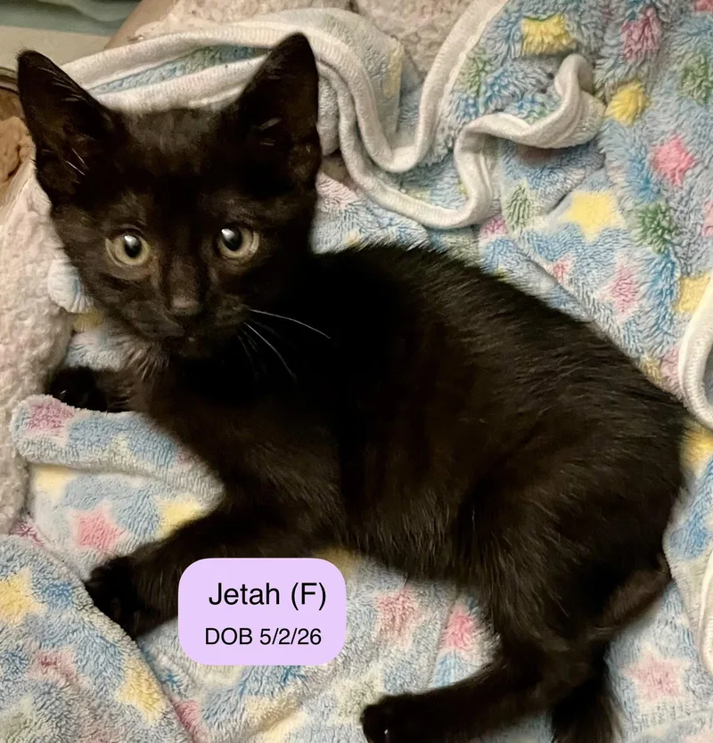 A baby medium-sized female Domestic Short Hair cat named Jetah for adoption in Vacaville, CA