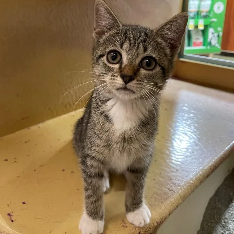 A baby medium-sized female Domestic Short Hair cat named Mercury for adoption in Roanoke, VA