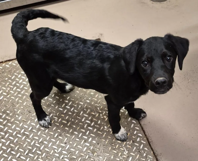 A baby medium-sized male Labrador Retriever dog named Samuel for adoption in Christiansburg, VA