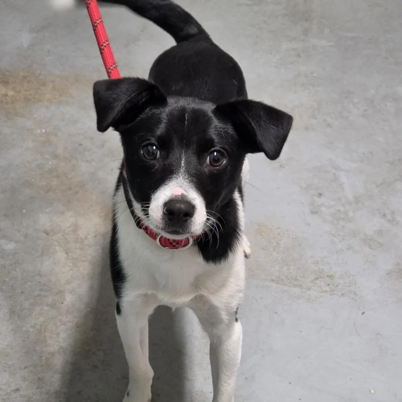 A young small-sized male Black Rat Terrier dog named Ty for adoption in Troy, IL