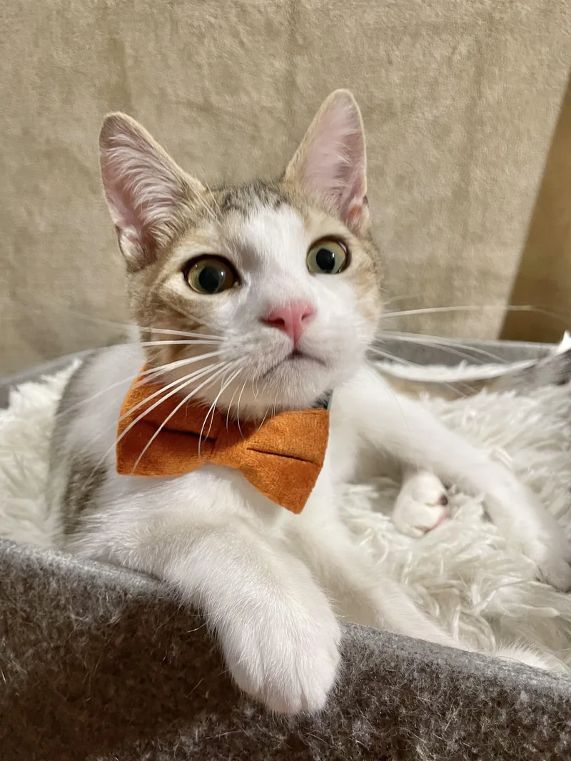 Notorious C.a.t. thumbnail 2