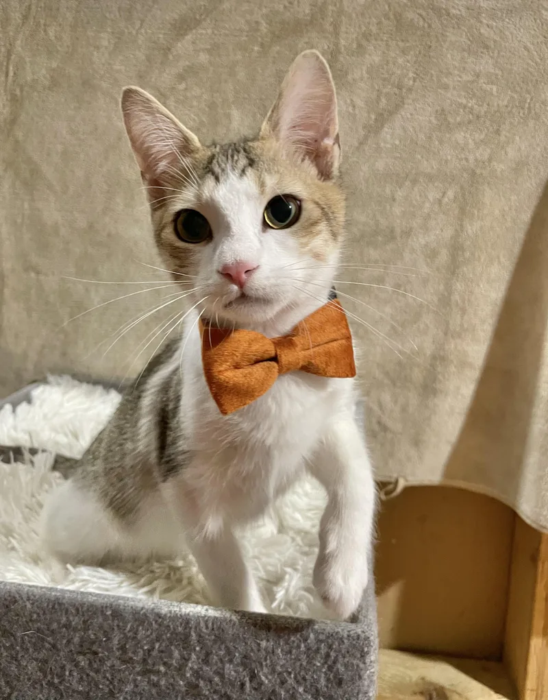 Notorious C.a.t. thumbnail 3