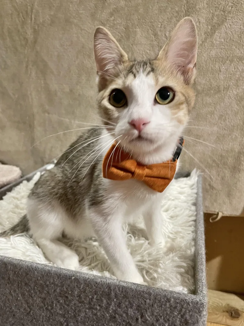 Notorious C.a.t. thumbnail 4