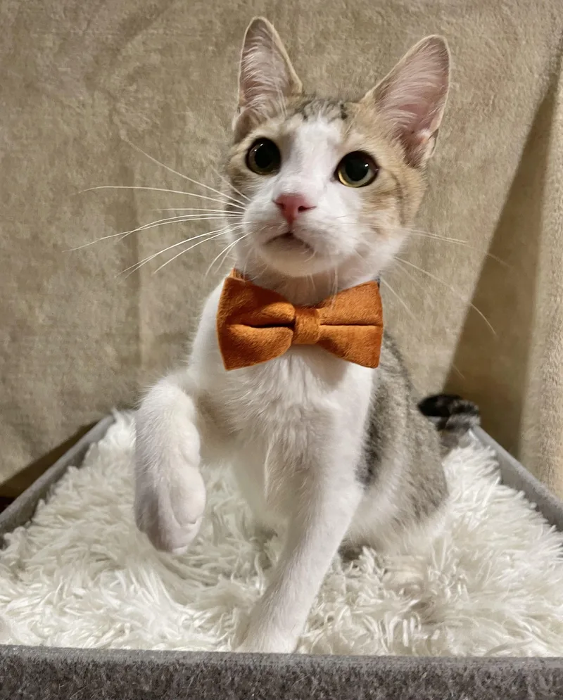 Notorious C.a.t. thumbnail 5