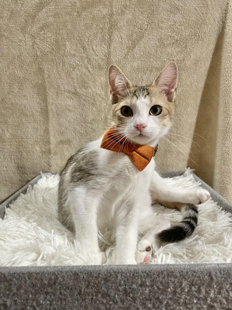 Notorious C.a.t. thumbnail 6