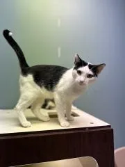 A young medium-sized male Domestic Short Hair cat named Brooks for adoption in Chillicothe, OH