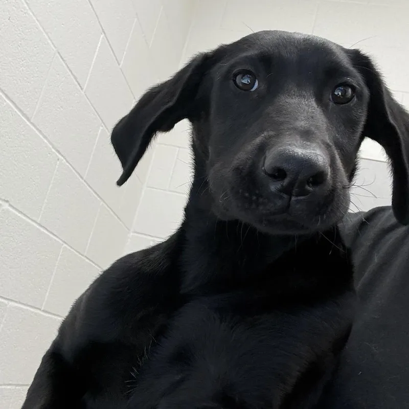 A baby medium-sized female Black Labrador Retriever dog named Stella for adoption in Corpus Christi, TX