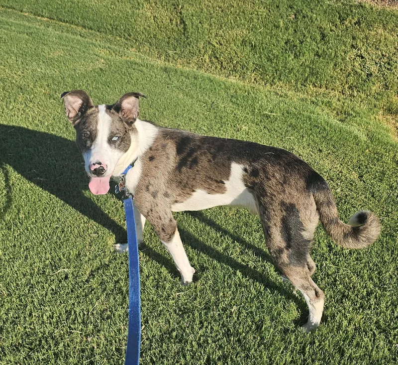 Buzz  Al thumbnail 4