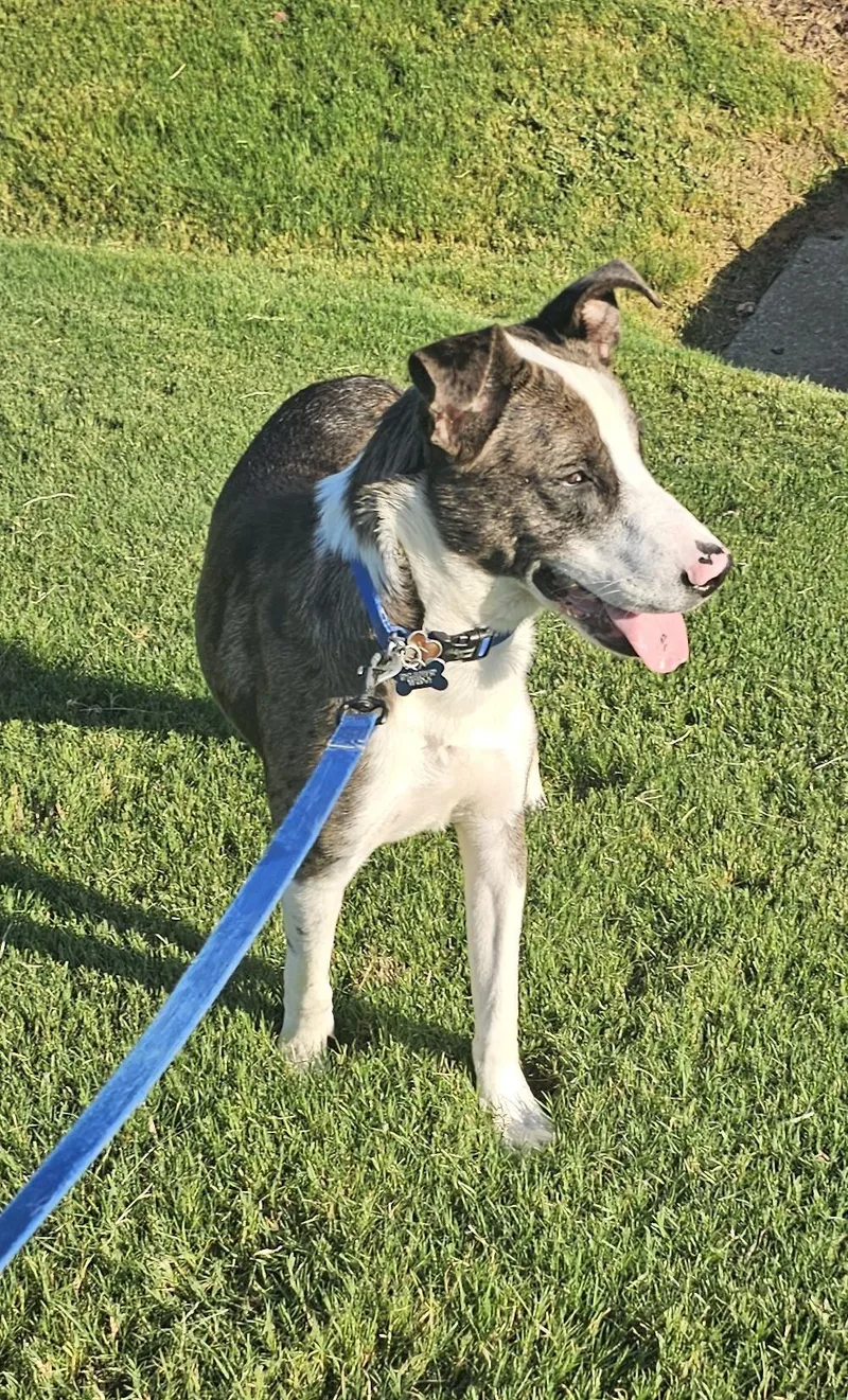 Buzz  Al thumbnail 5