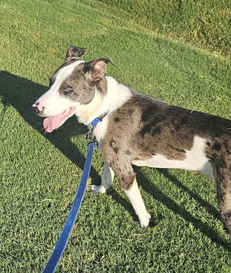 Buzz  Al thumbnail 6