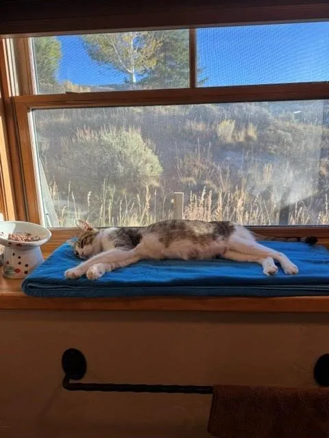 A young medium-sized female Tabby cat named Lune for adoption in Eagle, CO