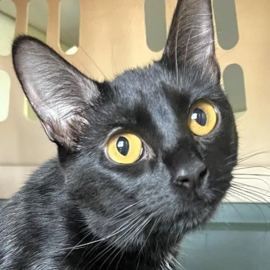 A young medium-sized female Black American Shorthair cat named Kenna for adoption in Shawnee, KS