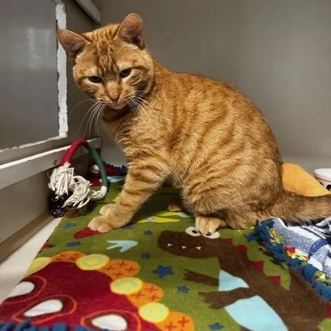 An adult medium-sized male Tabby (Orange / Red) Domestic Short Hair cat named Red for adoption in Hutchinson, MN