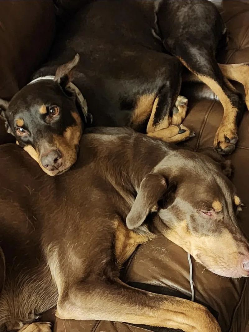 An adult large-sized female Doberman Pinscher dog named Maisie for adoption in Farmington, MN