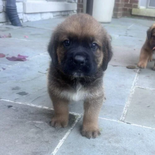 A baby large-sized male Red / Chestnut / Orange Saint Bernard dog named Bosco for adoption in Lincolnshire, IL