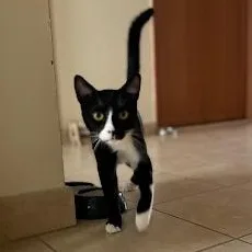 A baby small-sized male Black & White / Tuxedo Domestic Short Hair cat named Domino for adoption in Waltham, MA
