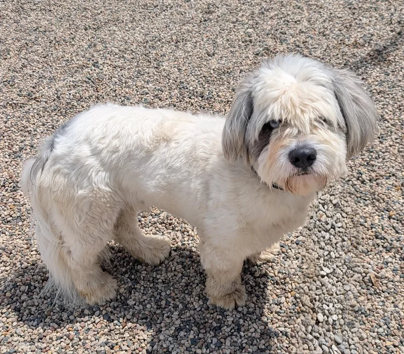 An adult medium-sized male White / Cream Maltese dog named Harry for adoption in New Ulm, MN