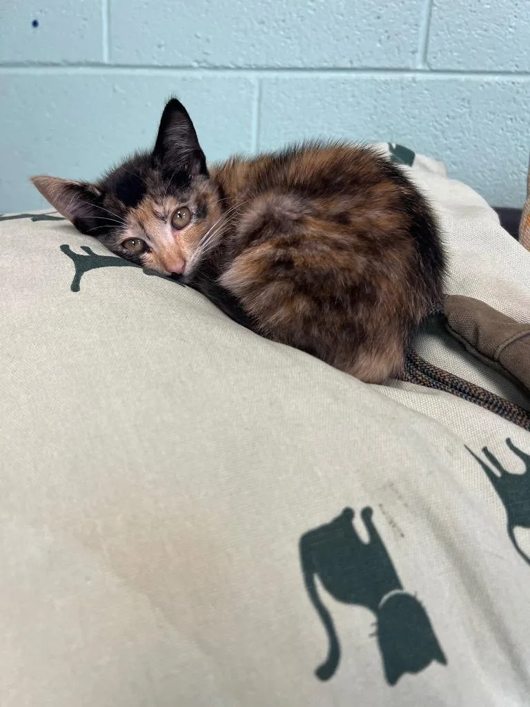 A young large-sized female Calico cat named Pam Luca Pavo for adoption in Chickamauga , GA