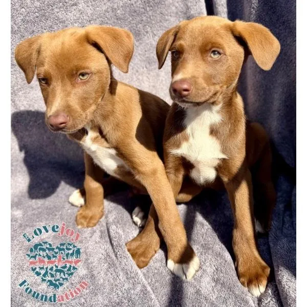 Queen Litter Coh thumbnail 2