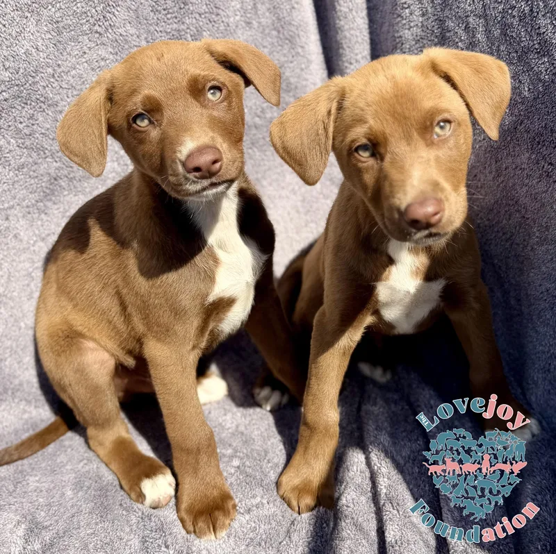 A baby medium-sized male Brown / Chocolate Australian Cattle Dog / Blue Heeler dog named Queen Litter Coh for adoption in Inglewood, CA