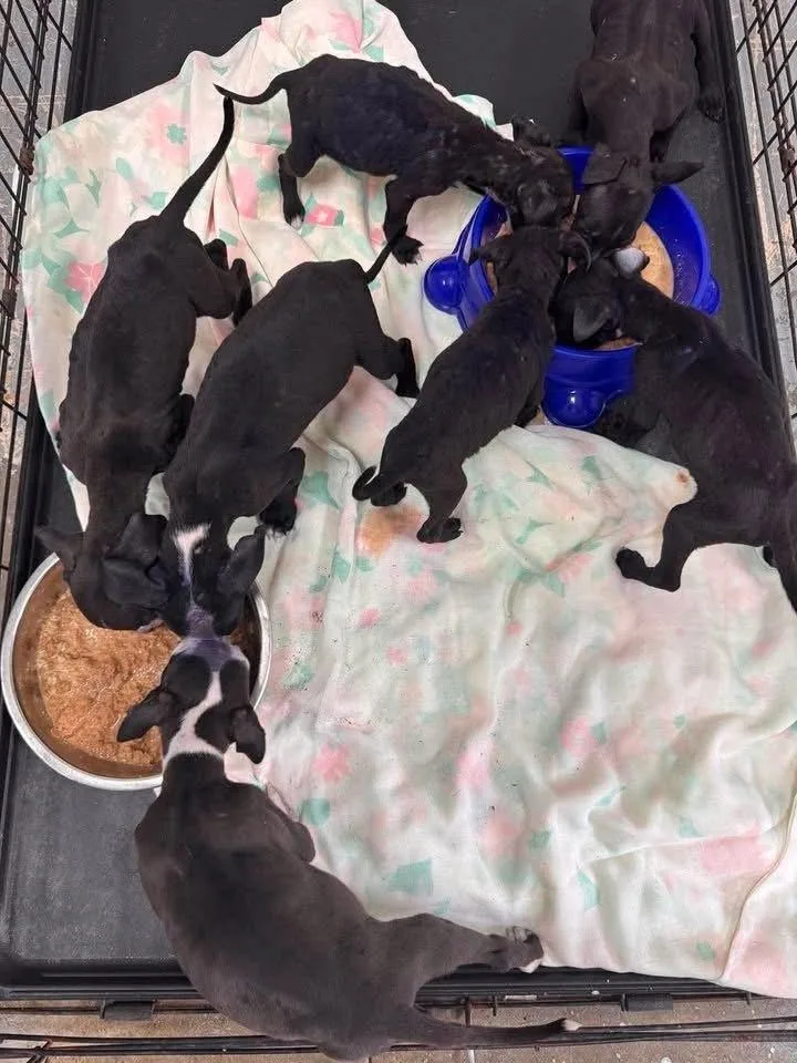 A baby medium-sized female Tricolor (Brown, Black, & White) Pit Bull Terrier dog named Jan for adoption in Pottstown, PA