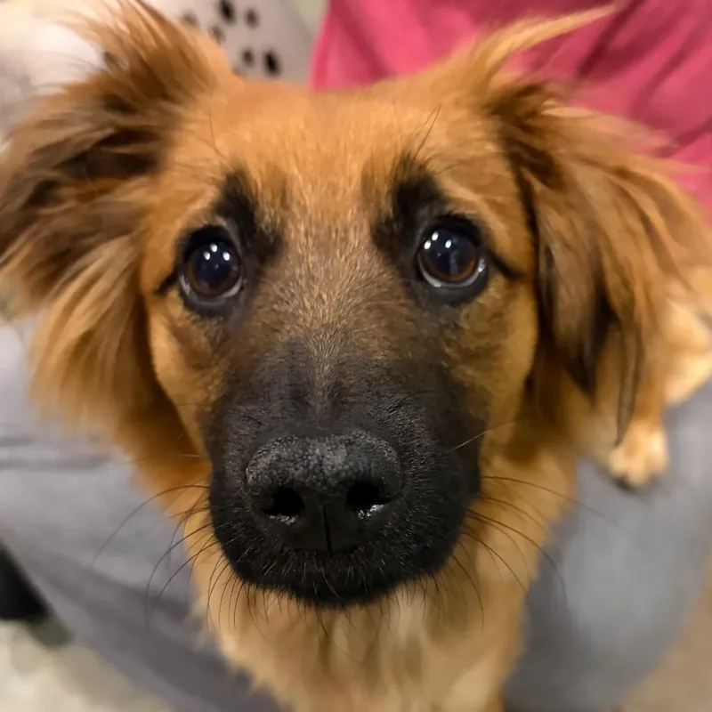 A young medium-sized male Brown / Chocolate Mixed Breed dog named Cupid for adoption in Chattanooga, TN