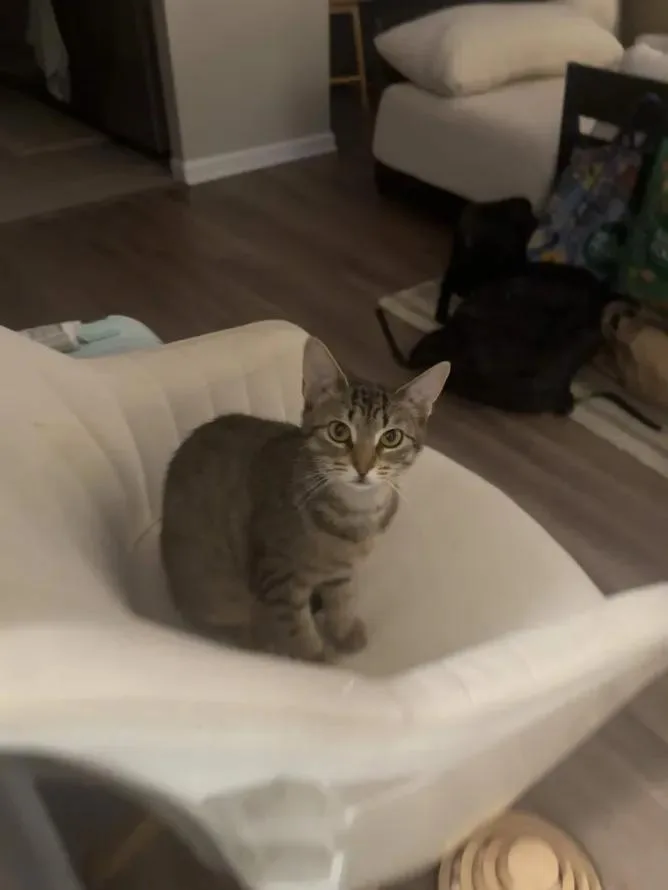 A baby small-sized female Tabby (Buff / Tan / Fawn) Domestic Short Hair cat named Chai for adoption in Weehawken, NJ