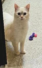 Sugar Puff thumbnail 2