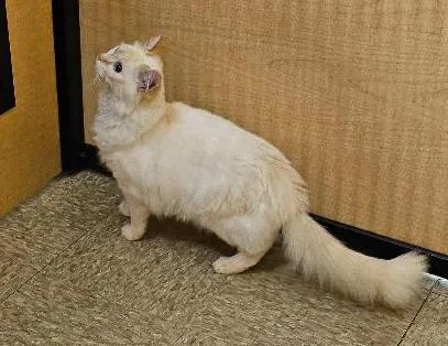 Sugar Puff thumbnail 3